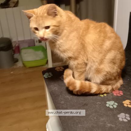 Photo 1/1 Found cat Found in Plumieux