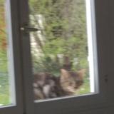 Picture of cat found at Saint Germain Les Corbeil