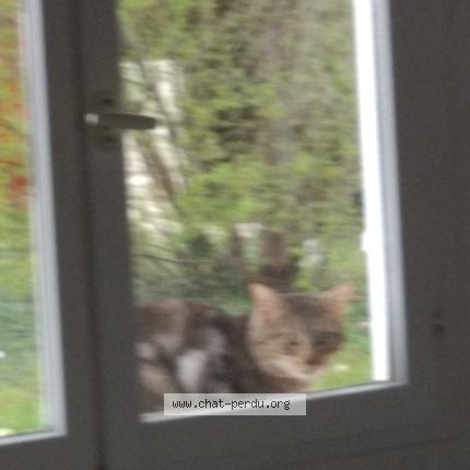 Photo 1/1 Found cat Found in Saint germain les corbeil