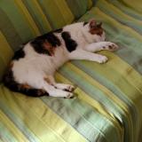 Picture of cat lost at Vaugneray