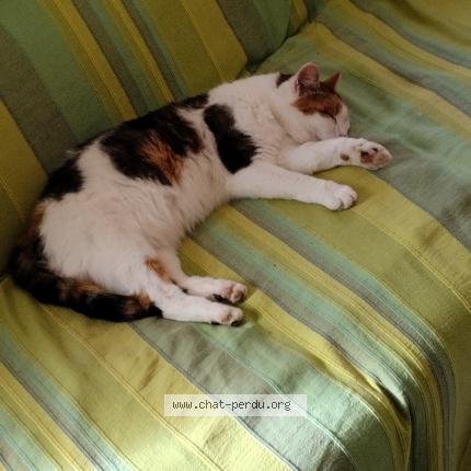 Photo 1/1 LABELLE Chat lost in Vaugneray