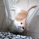 Picture of cat lost at Saint Michel