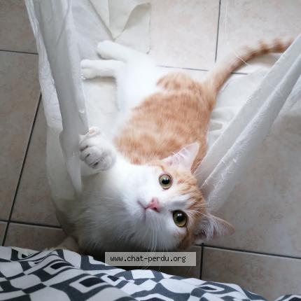 Photo 1/1 Harou Chat lost in Saint michel