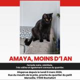 Picture of cat lost at Rochefort