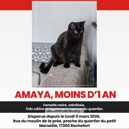 Photo 1/1 Amaya Chat lost in Rochefort