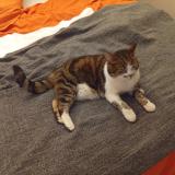 Picture of cat lost at Chez Fauraz