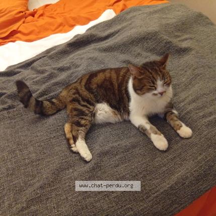 Photo 1/1 Prunelle Chat lost in Chez fauraz