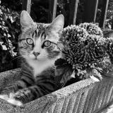 Picture of cat lost at Dreux