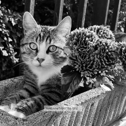 Photo 1/1 Moon Chat lost in Dreux