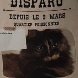 Picture of cat lost at Paris