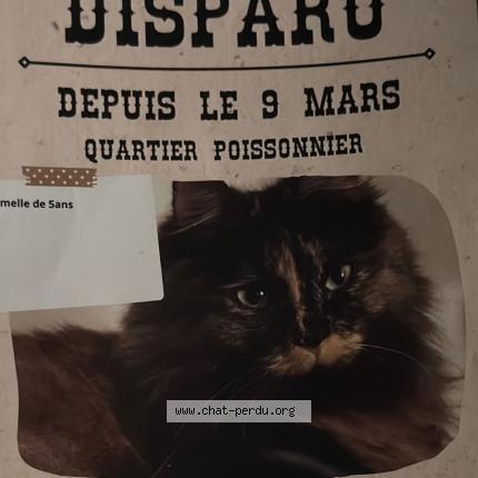 Photo 1/3 Bella Chat lost in Paris