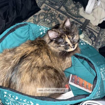 Photo 2/3 Bella Chat lost in Paris