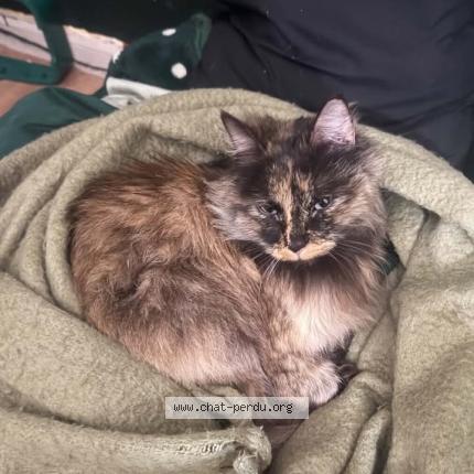 Photo 3/3 Bella Chat lost in Paris