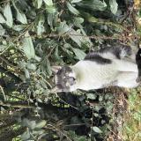 Picture of cat found at Meaux