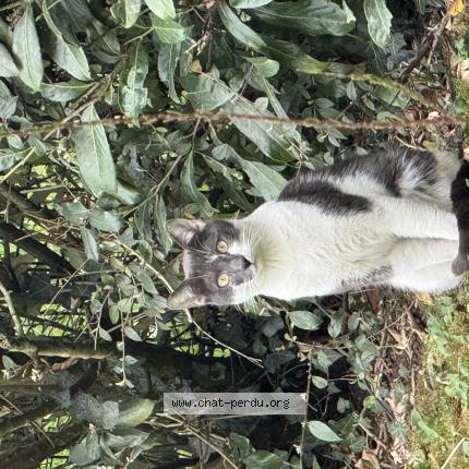 Photo 1/1 Found cat Found in Meaux