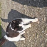 Picture of cat found at Saint Louis De Montferrand