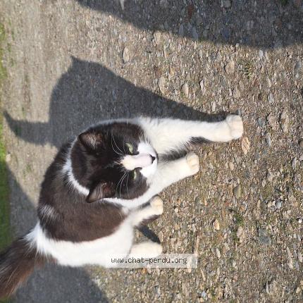 Photo 1/1 Found cat Found in Saint louis de montferrand
