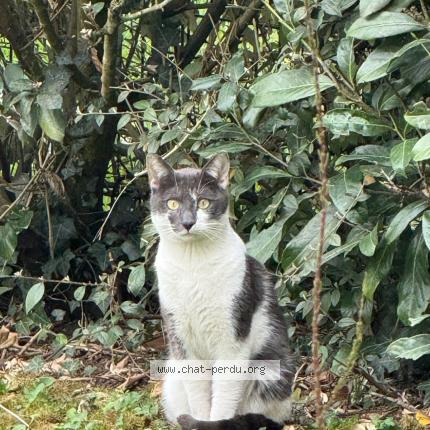 Photo 1/1 Found cat Found in Meaux