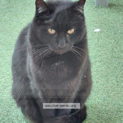 Photo 1/1 Cat reunited Lost in L union