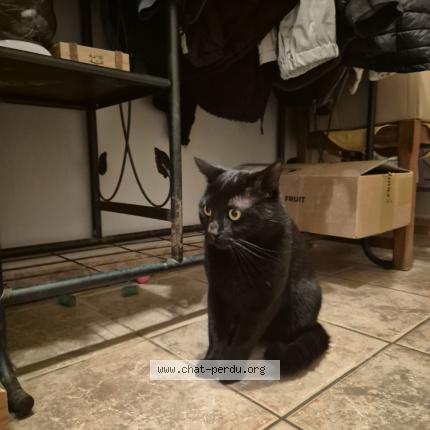 Photo 1/1 Found cat Found in Cabasse