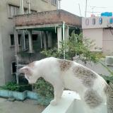 Picture of cat lost at Kolkata