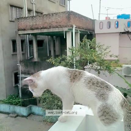 Photo 1/1 Billu Chat lost in Kolkata