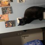 Picture of cat lost at Avoudrey