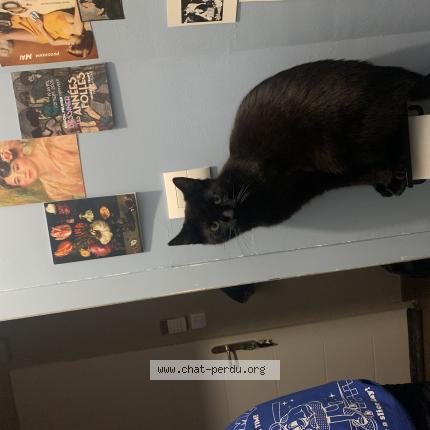 Photo 1/1 berlioz Chat lost in Avoudrey