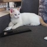 Picture of cat lost at Massac Seran