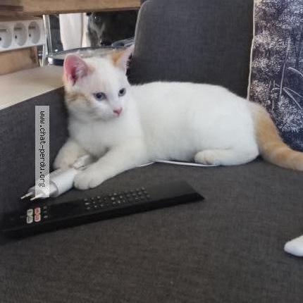 Photo 1/1 Snow Chat lost in Massac seran