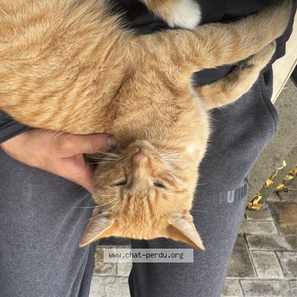 Photo 1/1 Lion Chat lost in Repentigny