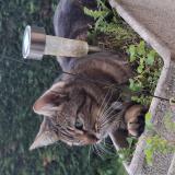 Picture of cat lost at Peyzieux Sur Saone