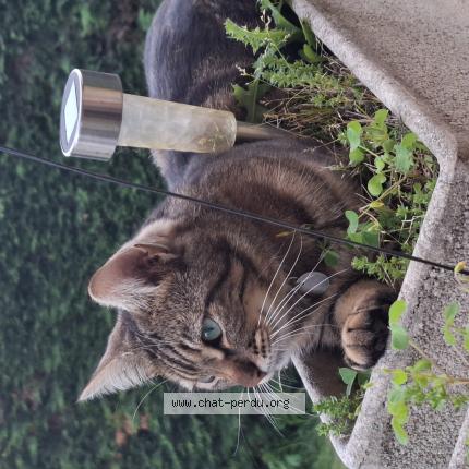 Photo 1/1 Nounette Chat lost in Peyzieux sur saone