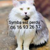 Picture of cat lost at Marseille