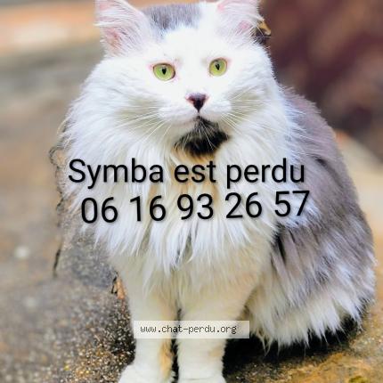 Photo 1/1 SYMBA Chat lost in Marseille