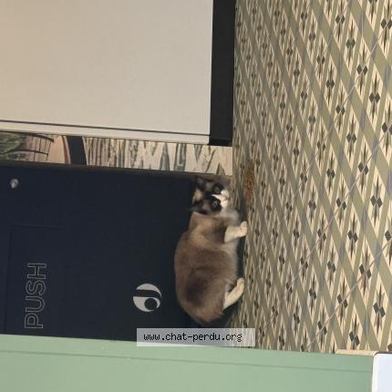 Photo 1/1 Found cat Found in Chateauroux