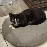 Picture of cat lost at Jambes