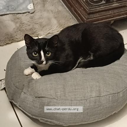 Photo 1/1 Malenia Chat lost in Jambes