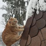 Picture of cat lost at Saint Jean Saint Nicolas