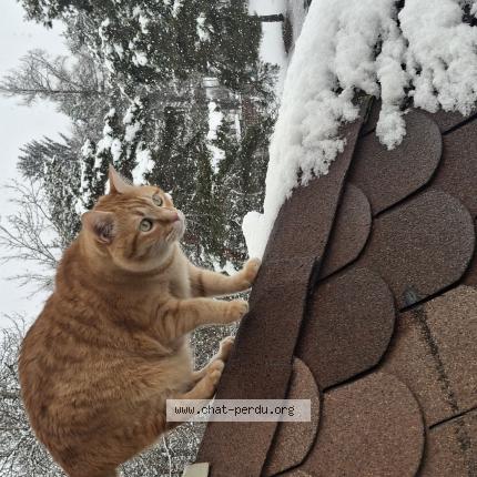 Photo 1/1 Benny Chat lost in Saint jean saint nicolas