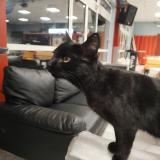 Picture of cat found at Belfort