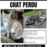 Picture of cat lost at Nantes