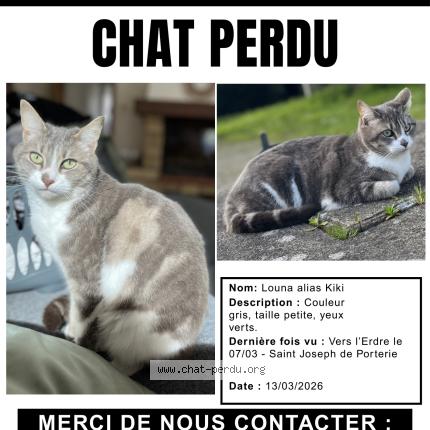 Photo 1/1 Kiki Chat lost in Nantes