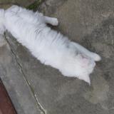 Picture of cat found at Limoux