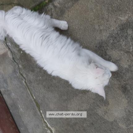 Photo 1/5 Found cat Found in Limoux