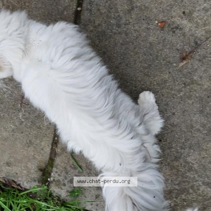 Photo 2/5 Found cat Found in Limoux