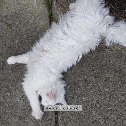 Photo 3/5 Found cat Found in Limoux