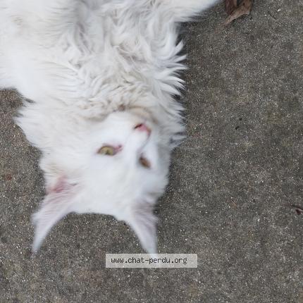 Photo 5/5 Found cat Found in Limoux