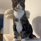 Picture of cat lost at Violaines