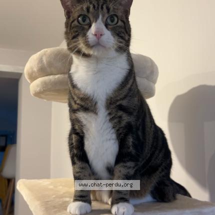 Photo 1/1 Rix Chat lost in Violaines